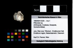 Foto (Objekt + Etikett) von Pithonoton sp.  (NHMW-GEO-1990-0041-3329)